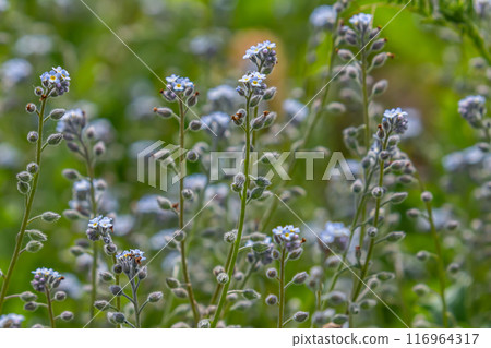 Wide angle closeup on an aggregation of lightblue Early Forget-me-not, Myosotis ramosissima an annual flowering herb 116964317