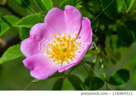 Dog rose, Rosa canina, is an important medicinal plant with pink or white flowers and is used in medicine. It is a wild rose and has red rosehip fruits in the fall Dog rose, Rosa canina, is an important medicinal plant with pink or white flowers and is used in medicine. It is a wild rose and has red rosehip fruits in the fall 116964321
