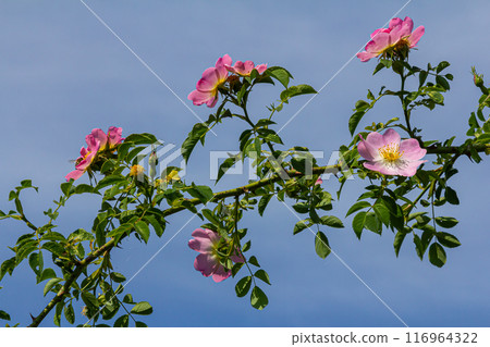 Dog rose, Rosa canina, is an important medicinal plant with pink or white flowers and is used in medicine. It is a wild rose and has red rosehip fruits in the fall 116964322