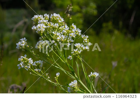 White horseradish fowers close up in organic garden. Blooming horseradish, lat. Armoracia rusticana, a perennial vegetable plant, in spring 116964323