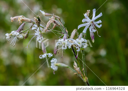 Silene nutans, Nottingham Catchfly, Caryophyllaceae. Wild plant shot in summer 116964328