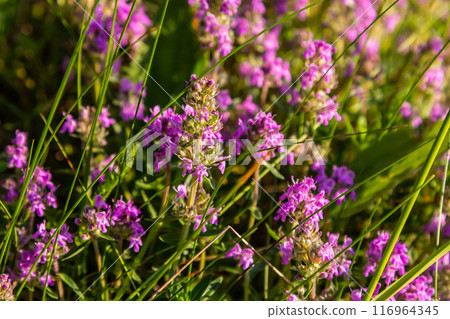 Blossoming fragrant Thymus serpyllum, Breckland wild thyme, creeping thyme, or elfin thyme close-up, macro photo. Beautiful food and medicinal plant in the field in the sunny day 116964345