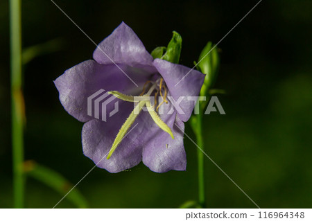 Photo of Campanula latifolia flower, broad-leaved bellflower, urple, botany forest meadow, spring flowering plant forest, nature macro photo 116964348