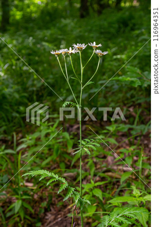 In the spring in the wild in the woods blooms tansy shields Tanacetum corymbosum In the spring in the wild in the woods blooms tansy shields Tanacetum corymbosum 116964351