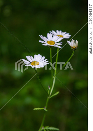 In the spring in the wild in the woods blooms tansy shields Tanacetum corymbosum In the spring in the wild in the woods blooms tansy shields Tanacetum corymbosum 116964357