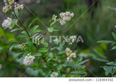 The blossoming bush a privet ordinary Ligustrum vulgare 116964392