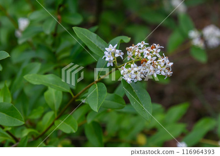 The blossoming bush a privet ordinary Ligustrum vulgare 116964393