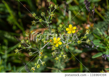 Wild plant Potentilla arenaria on the meadow. Small yellow flower growing on sand soil Wild plant Potentilla arenaria on the meadow. Small yellow flower growing on sand soil 116964394