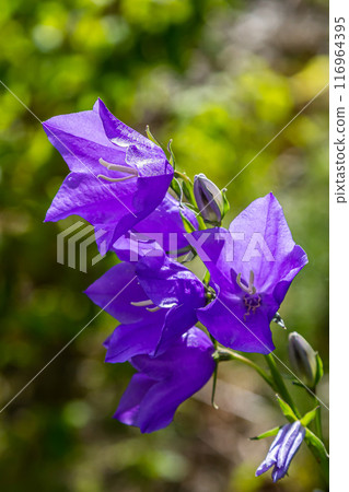 Photo of Campanula latifolia flower, broad-leaved bellflower, urple, botany forest meadow, spring flowering plant forest, nature macro photo Photo of Campanula latifolia flower, broad-leaved bellflower, urple, botany forest meadow, spring flowering plant forest, nature macro photo 116964395