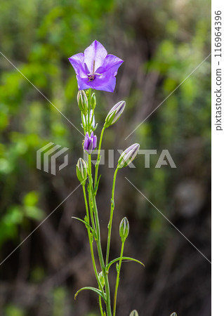Photo of Campanula latifolia flower, broad-leaved bellflower, urple, botany forest meadow, spring flowering plant forest, nature macro photo 116964396