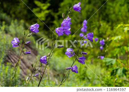 Photo of Campanula latifolia flower, broad-leaved bellflower, urple, botany forest meadow, spring flowering plant forest, nature macro photo Photo of Campanula latifolia flower, broad-leaved bellflower, urple, botany forest meadow, spring flowering plant forest, nature macro photo 116964397