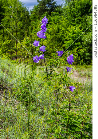 Photo of Campanula latifolia flower, broad-leaved bellflower, urple, botany forest meadow, spring flowering plant forest, nature macro photo 116964398