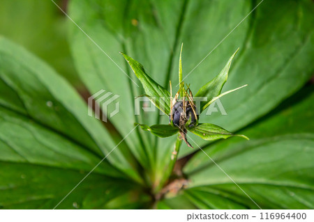 Very poisonous plant Raven's eye four-leaf Paris quadrifolia also known, berry or True Lovers Knot growing in the wild in a forest Very poisonous plant Raven's eye four-leaf Paris quadrifolia also known, berry or True Lovers Knot growing in the wild in a forest 116964400