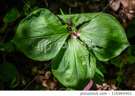 Very poisonous plant Raven's eye four-leaf Paris quadrifolia also known, berry or True Lovers Knot growing in the wild in a forest Very poisonous plant Raven's eye four-leaf Paris quadrifolia also known, berry or True Lovers Knot growing in the wild in a forest 116964401