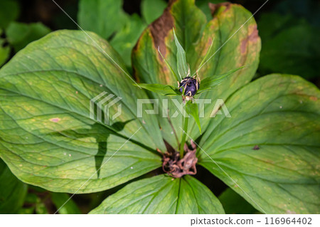 Very poisonous plant Raven's eye four-leaf Paris quadrifolia also known, berry or True Lovers Knot growing in the wild in a forest 116964402