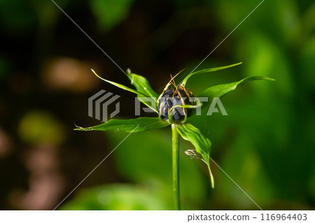 Very poisonous plant Raven's eye four-leaf Paris quadrifolia also known, berry or True Lovers Knot growing in the wild in a forest 116964403