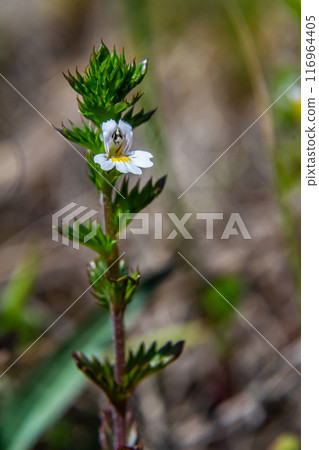 Tiny wild eyebright or eyewort - Euphrasia rostkoviana - flowers growing on summer meadow, closeup macro detail Tiny wild eyebright or eyewort - Euphrasia rostkoviana - flowers growing on summer meadow, closeup macro detail 116964405