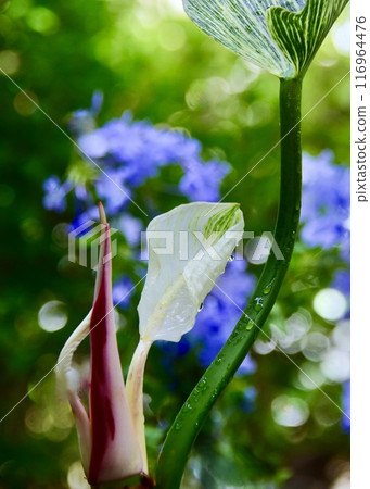 持續的降雨和充滿活力的喜林芋。 116964476