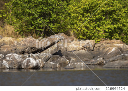 Smooth coated otter or Lutrogale perspicillata a vulnerable freshwater animal species of Mustelidae family standing on feet with eye contact on big rocks in river water in safari at forest of india Smooth coated otter or Lutrogale perspicillata a vulnerable freshwater animal species of Mustelidae family standing on feet with eye contact on big rocks in river water in safari at forest of india 116964524