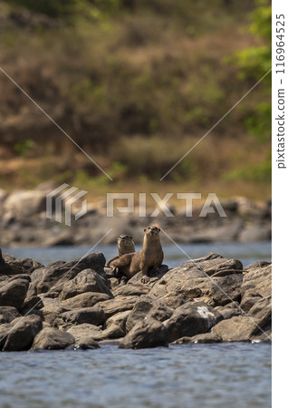 Smooth coated otter or Lutrogale perspicillata a vulnerable freshwater animal species of Mustelidae family pair with eye contact on big rocks in river water during safari at forest of central india 116964525