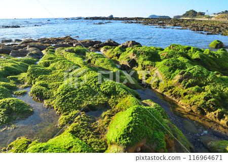 Akune City Coast 116964671