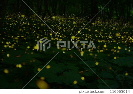 Princess fireflies of Mt. Orizume Princess fireflies of Mt. Orizume 116965014