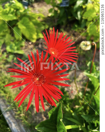 Red Gerbera 116965136