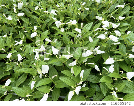 一組漢格秀 116965142