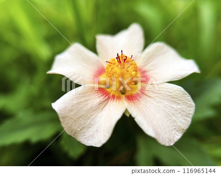 Close-up of Malbastrum 116965144