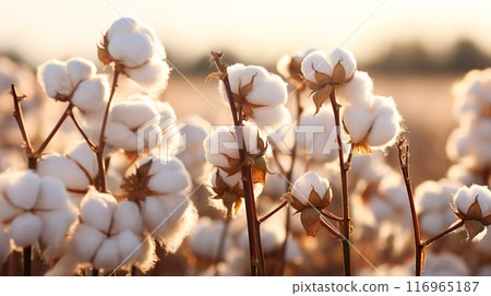 Close-up of cotton in a field 116965187