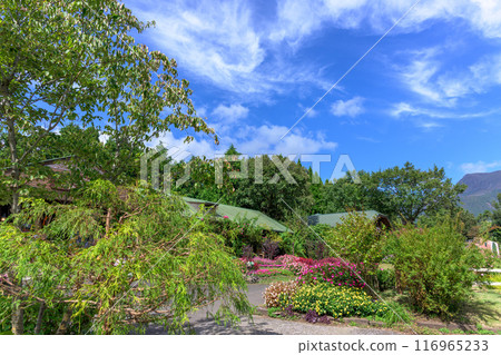 在秋日晴朗的天空下,新幾內亞鳳仙花盛開的散步道和花園“九重花卉公園” 大分縣竹田市 在秋日晴朗的天空下,新幾內亞鳳仙花盛開的散步道和花園“九重花卉公園” 大分縣竹田市 116965233