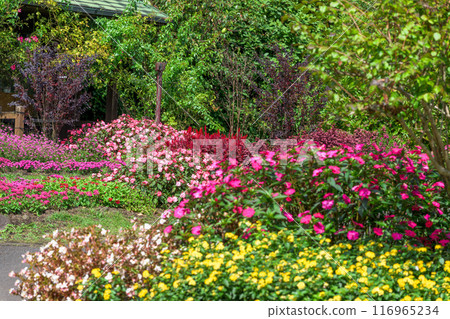 海濱長廊沿線的花園風景 新幾內亞鳳仙花「九重花卉公園」 大分縣竹田市 116965234