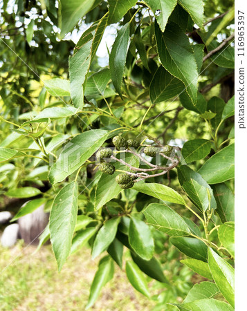 Alder trees become parks Alder trees become parks 116965397