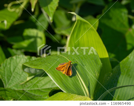 Coquimarasacera 116965490