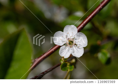 Prunus cerasus flowering tree flower, beautiful white petals tart dwarf cherry flowers in bloom. Garden fruit tree with blossom flowers 116965569