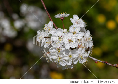 Prunus cerasus flowering tree flower, beautiful white petals tart dwarf cherry flowers in bloom. Garden fruit tree with blossom flowers Prunus cerasus flowering tree flower, beautiful white petals tart dwarf cherry flowers in bloom. Garden fruit tree with blossom flowers 116965570