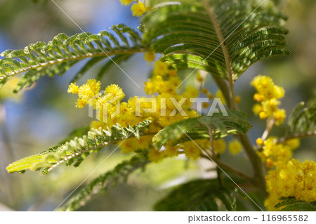 yellow splendid mimosa on tree close-up, selective focus. spring background of white acacia flowers 116965582