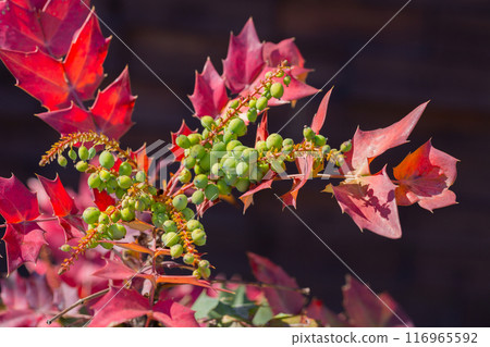 Mahonia aquifolium plant with blue fruits, ornamental evergreen plant 116965592