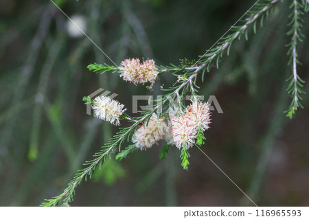 native yellow flowers on a Melaleucas plant in the bush in garden 116965593