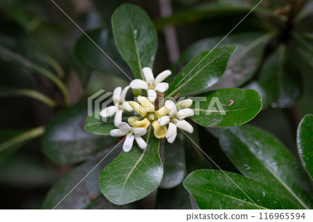 the flowering plant Pittosporum tobira, the Japanese pittosporum or Australian laurel, family Pittosporaceae. Small white-yellow flowers on a branch in spring. 116965594