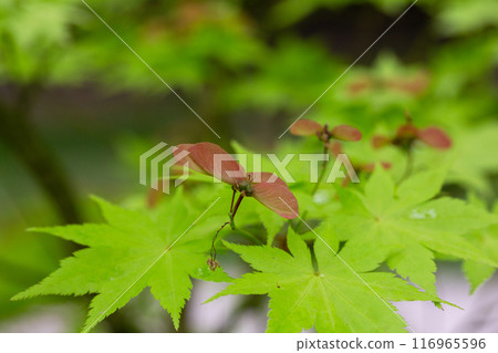 Close up blooming maple in spring Seiryu Japanese Maple - Latin name - Acer palmatum Seiryu, natural green leafy background copispace Close up blooming maple in spring Seiryu Japanese Maple - Latin name - Acer palmatum Seiryu, natural green leafy background copispace 116965596