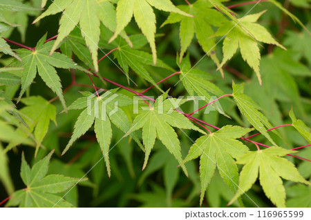 Seiryu Japanese Maple - Latin name - Acer palmatum Seiryu, natural green leafy background copispace Seiryu Japanese Maple - Latin name - Acer palmatum Seiryu, natural green leafy background copispace 116965599