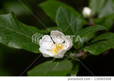 flowers and leaves of the Japanese loquat tree, eriobotrya japonica flowers and leaves of the Japanese loquat tree, eriobotrya japonica 116965606