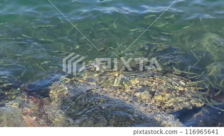Slow motion video of a huge school of fish swimming gracefully Slow motion video of a huge school of fish swimming gracefully 116965641