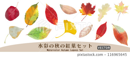 Set of colorful autumn leaves painted in watercolor, vector illustration material, white background, no background, isolated material Set of colorful autumn leaves painted in watercolor, vector illustration material, white background, no background, isolated material 116965645
