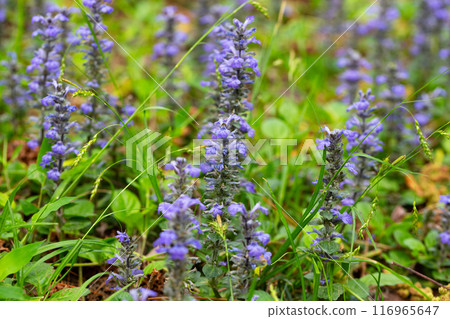 close up shot of blue flowers of Ajuga reptans Atropurpurea in spring 116965647