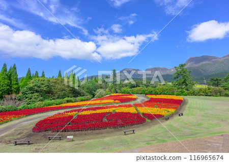 Beautiful autumn flower scenery with the Kuju mountain range in the background Celosia aralia flowers Scenery "Kuju Flower Park" Taketa City, Oita Prefecture 116965674