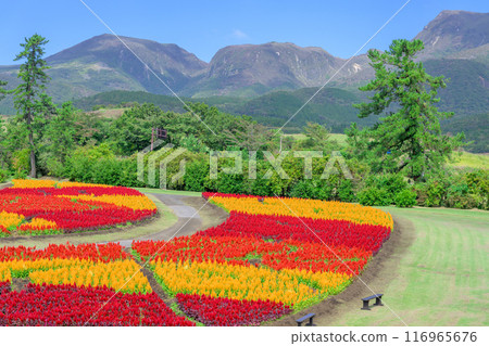 以九重連山和雞冠花為背景的美麗的秋花風景。 以九重連山和雞冠花為背景的美麗的秋花風景。 116965676