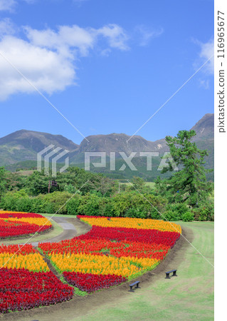 以九重連山和雞冠花為背景的美麗的秋花風景。 以九重連山和雞冠花為背景的美麗的秋花風景。 116965677