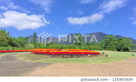 Beautiful autumn flower scenery with the Kuju mountain range in the background Celosia aralia flowers Scenery "Kuju Flower Park" Taketa City, Oita Prefecture Beautiful autumn flower scenery with the Kuju mountain range in the background Celosia aralia flowers Scenery "Kuju Flower Park" Taketa City, Oita Prefecture 116965684